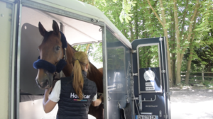 cheval qui a embarqué dans un van